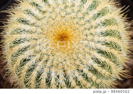 サボテン　金晃丸 98460502