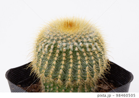 サボテン　金晃丸 98460505