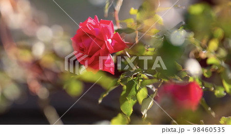 真冬の日差しに輝く真っ赤な薔薇 真冬の日差しに輝く真っ赤な薔薇 98460535