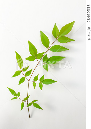 南天の葉 南天の葉 98460558