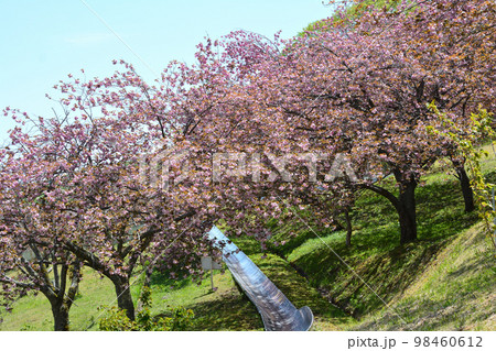 やすらぎの里公園 2022-4-23 #71 やすらぎの里公園 2022-4-23 #71 98460612