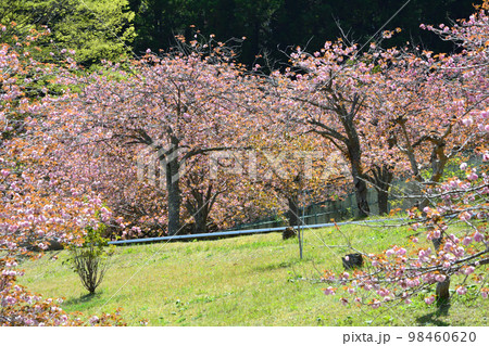 やすらぎの里公園 2022-4-23 #78 やすらぎの里公園 2022-4-23 #78 98460620
