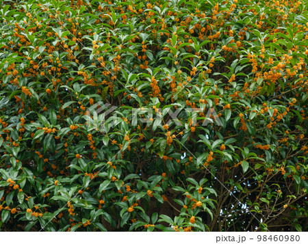 満開のキンモクセイのイメージ 98460980