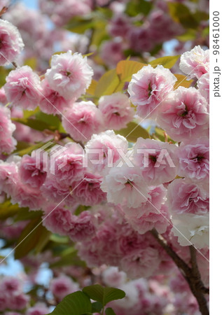 造幣局の桜の通り抜け 普賢象 造幣局の桜の通り抜け 普賢象 98461000