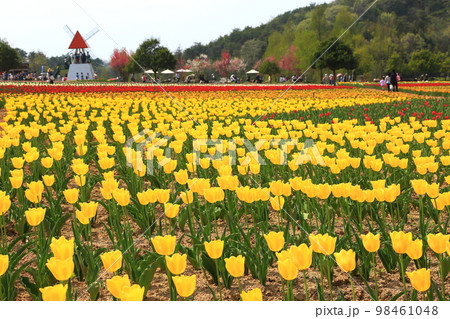 チューリップ 98461048