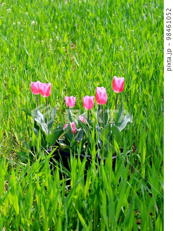 チューリップ 98461052