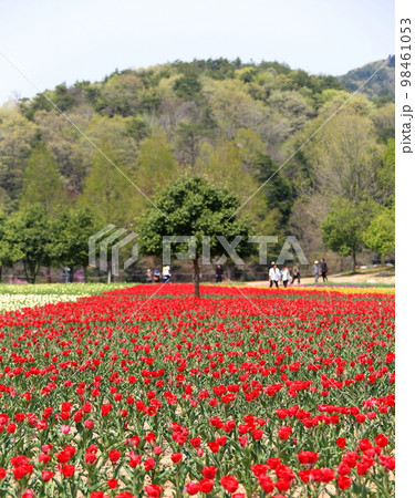 チューリップ 98461053