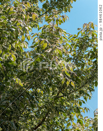ネグンドカエデ 98461062