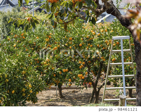 山の斜面に造られた蜜柑畑と町の風景 山の斜面に造られた蜜柑畑と町の風景 98461121