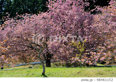 やすらぎの里公園　2022-4-23　＃81 98461152