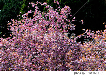 やすらぎの里公園　2022-4-23　＃82 98461153