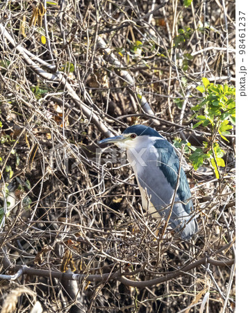 水辺近くの木の枝にとまっているゴイサギ 98461237