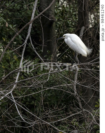 木の枝にとまっているコサギ 98461240