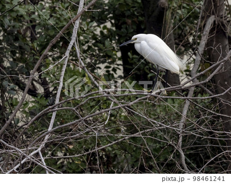 木の枝にとまっているコサギ 木の枝にとまっているコサギ 98461241