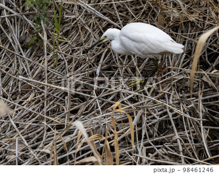 水辺近くの葦の上に居るコサギ 98461246