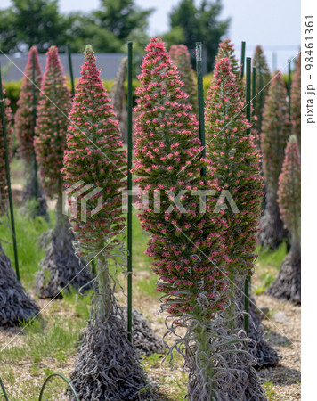 エキウムウィルドプレッティ 98461361