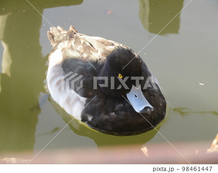 千葉公園綿打池のキンクロハジロ 千葉公園綿打池のキンクロハジロ 98461447