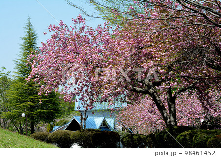 やすらぎの里公園 2022-4-23 #92 やすらぎの里公園 2022-4-23 #92 98461452