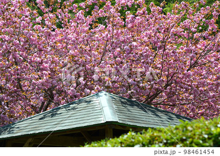 やすらぎの里公園 2022-4-23 #94 やすらぎの里公園 2022-4-23 #94 98461454