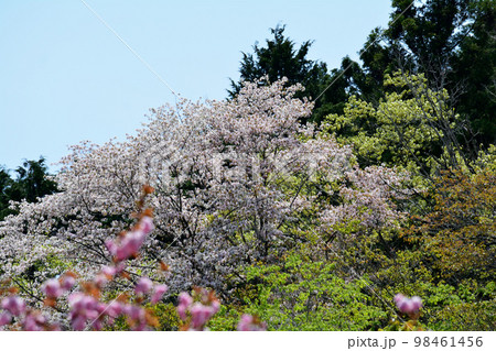 やすらぎの里公園　2022-4-23　＃96 98461456