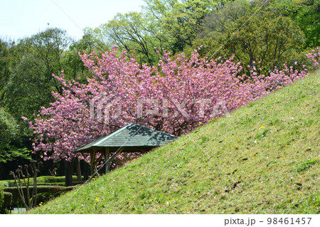 やすらぎの里公園 2022-4-23 #97 やすらぎの里公園 2022-4-23 #97 98461457
