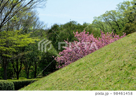 やすらぎの里公園　2022-4-23　＃98 98461458