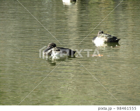 千葉公園綿打池のキンクロハジロ 千葉公園綿打池のキンクロハジロ 98461555