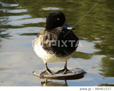 千葉公園綿打池のキンクロハジロ 98461557