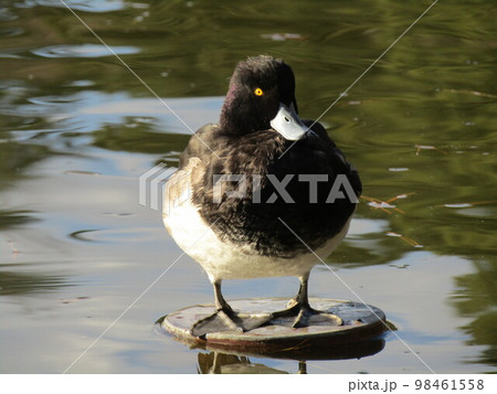 千葉公園綿打池のキンクロハジロ 千葉公園綿打池のキンクロハジロ 98461558