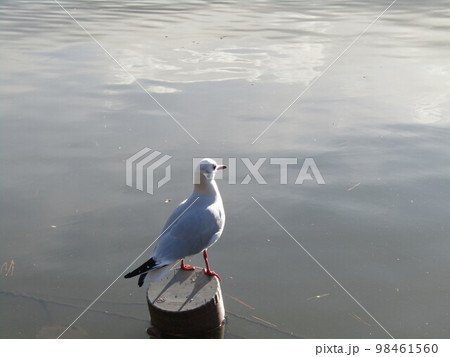 千葉公園綿打池の百合カモメ 98461560