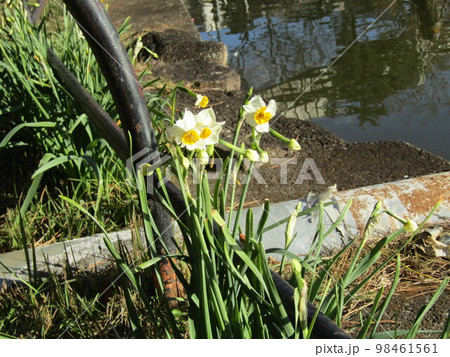 もう咲き始めた春を告げる花白色の水仙 98461561