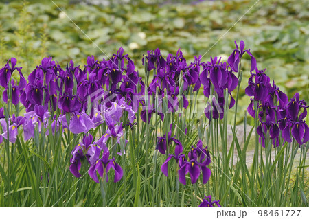 花菖蒲 花菖蒲 98461727