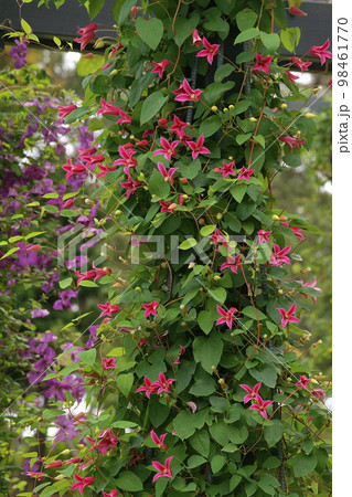 クレマチス クレマチス 98461770