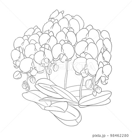 胡蝶蘭のおしゃれなモノクロ線画イラスト素材 98462280