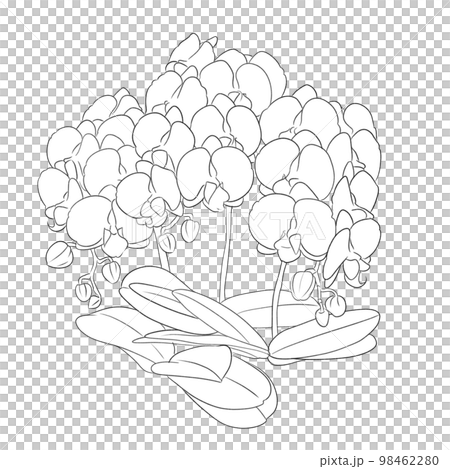 胡蝶蘭のおしゃれなモノクロ線画イラスト素材 98462280