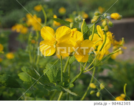 瘡王　クサノオウ 98462305