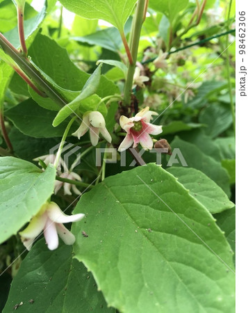 朝鮮五味子　チョウセンゴミシ 98462306