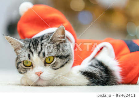 くつろぐサンタ猫 くつろぐサンタ猫 98462411