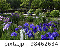 太宰府菖蒲園の菖蒲 98462634