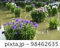 太宰府菖蒲園の菖蒲 98462635