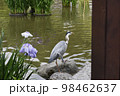 太宰府菖蒲園の菖蒲 98462637