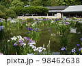 太宰府菖蒲園の菖蒲 98462638