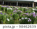 太宰府菖蒲園の菖蒲 98462639