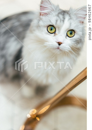 上目づかいで見てくる猫 98462667