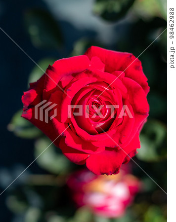 生田緑地に咲く美しい春薔薇 生田緑地に咲く美しい春薔薇 98462988