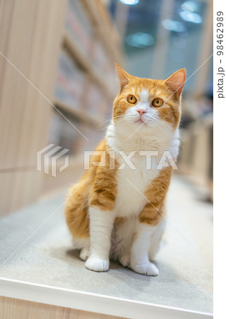 目を光らせる猫 目を光らせる猫 98462989