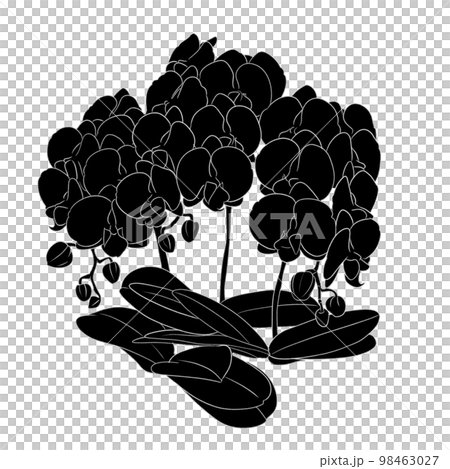 時尚的蝴蝶蘭單色插畫素材 時尚的蝴蝶蘭單色插畫素材 98463027