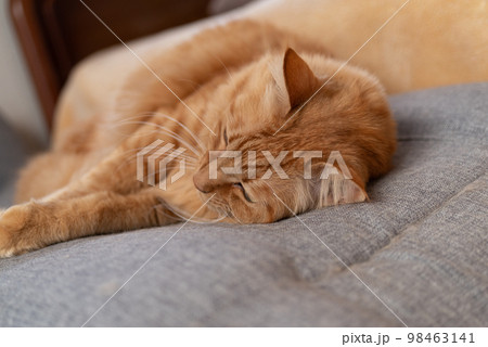 くつろぐ猫 茶トラ猫 くつろぐ猫 茶トラ猫 98463141
