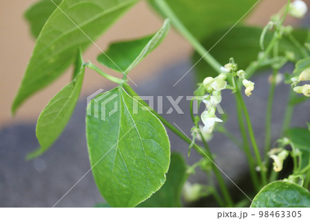 家庭菜園で無農薬栽培しているエンドウ豆の花 98463305