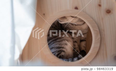 木窓の中の猫　サバトラ猫 98463319